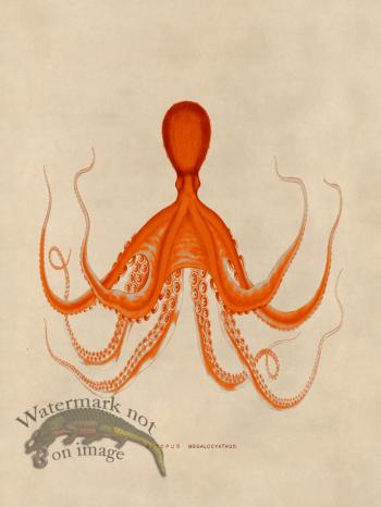 Octopus Orange 19